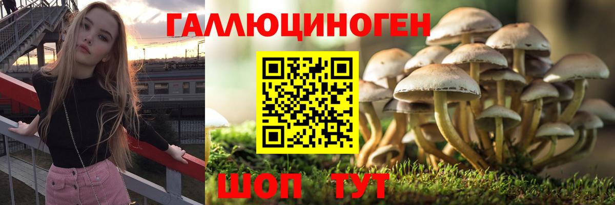 Канск  Псилоцибиновые грибы Psilocybine cubensis  Вход с VPN 